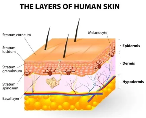 Kem Jussmy Trắng Da Điều Trị Nám Tàn Nhang 12 Melanin Là Gì?