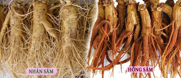 Phân Biệt Nhân Sâm Và Hồng Sâm
