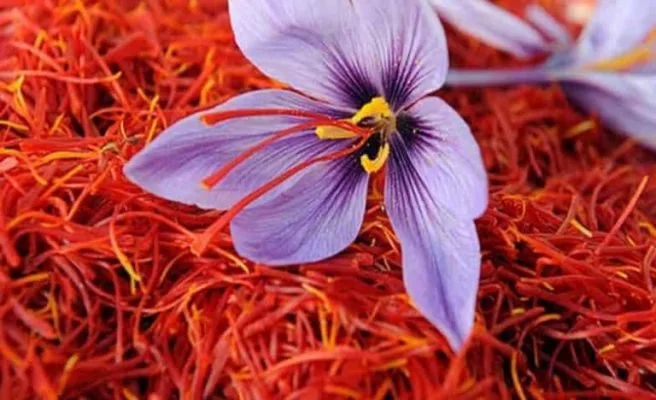 Saffron Nhụy Hoa Nghệ Tây Saffron Nhụy Hoa Nghệ Tây