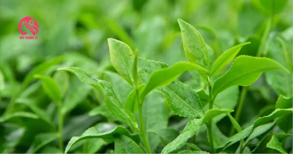 Uống nước lá trà xanh trị nám