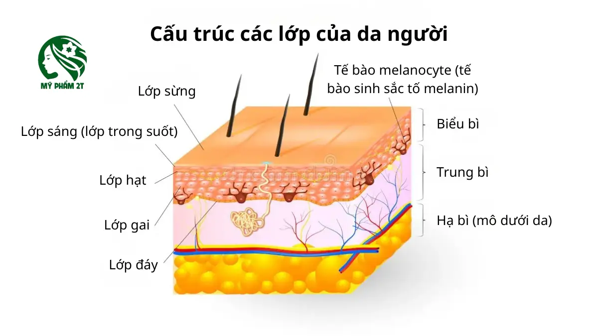 Cấu trúc các lớp da và tế bào melanocyte gây nám da