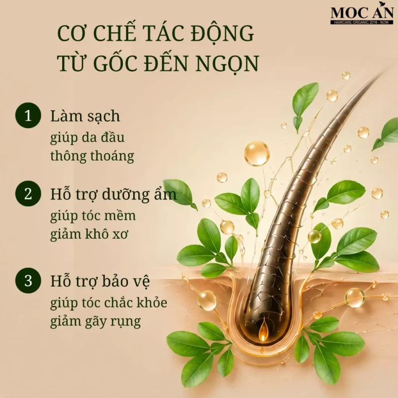 Xịt Dưỡng Tóc Tinh Dầu Bưởi Da Xanh Mộc Ân Haircare 120Ml 9 Cơ Chế Tác Động Của Xịt Dưỡng Tóc Tinh Dầu Bưởi Mộc Ân Từ Gốc Đến Ngọn Tóc