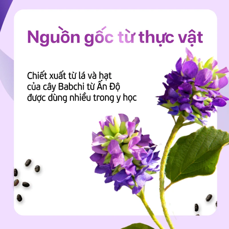 Bakuchiol Chiết Xuất Từ Cây Babchi Nguồn Gốc Thực Vật